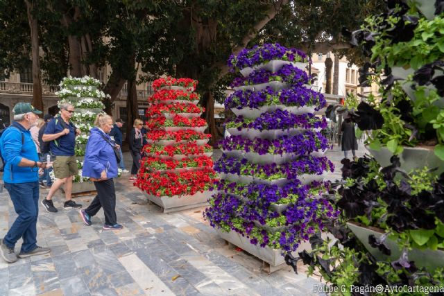 Cartagena planta más de 18.000 petunias con flores del color de las cofradías de Semana Santa