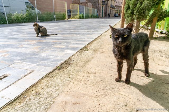 La nueva ordenaza de bienestar animal potenciará el control sobre las colonias felinas con la colaboración de protectoras y voluntarios