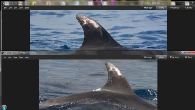 Liberados dos delfines mulares de la almadraba de la Azohía, Cartagena