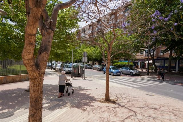 El Ayuntamiento de Cartagena sustituirá cuarenta árboles por riesgo de caída