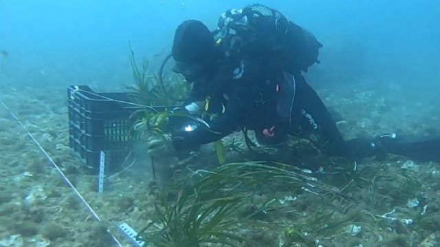 El proyecto de reforestación de posidonia oceánica del Puerto de Cartagena es candidato a los Premios de Sostenibilidad 2023 de la Asociación Internacional de Puertos