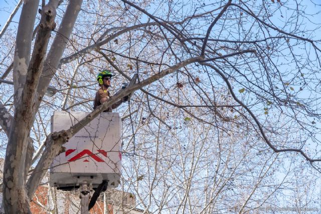 El Ayuntamiento de Cartagena recortará la semana próxima las ramas de los árboles de la calle Wssell de Guimbarda