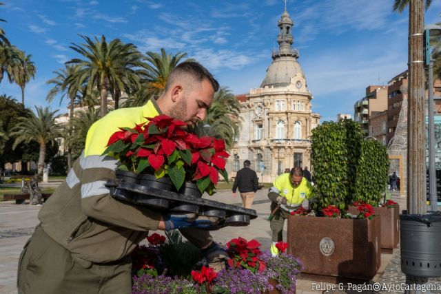 La Navidad florece en Cartagena con más de 19.000 plantas