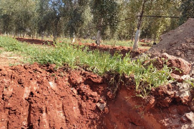 Recomendaciones para utilizar cubiertas vegetales con el menor coste económico y ambiental