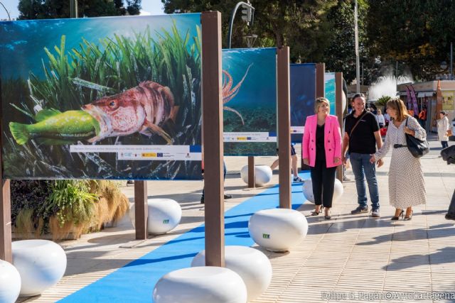 Una exposición inunda la Alameda de San Antón con la fauna de la costa de Cartagena