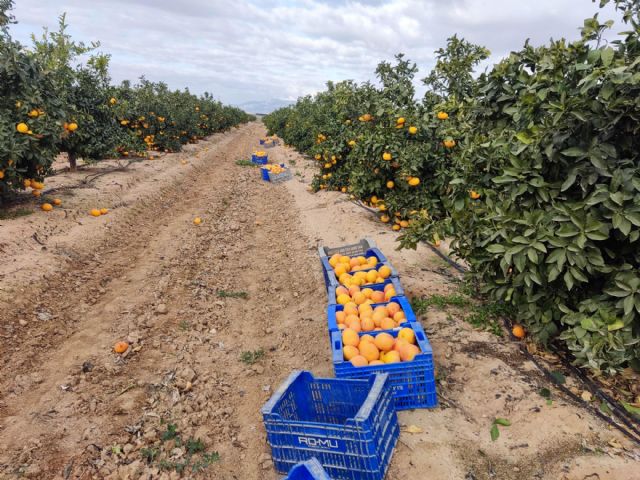 La UPCT, junto con Nutricontrol y EcoHidro, desarrolla una nueva tecnología para eliminar el boro del agua marina desalinizada para cultivos