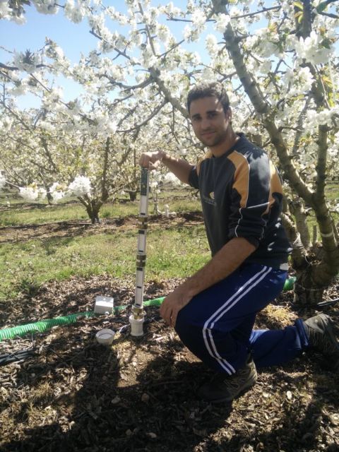 El uso de sensores y drones permite reducir un 45% el riego en verano de los cerezos sin mermar la producción