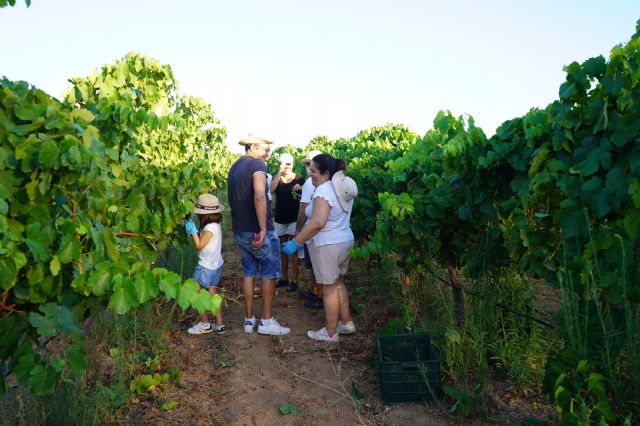 Vendimia en la Finca Tomás Ferro de la UPCT