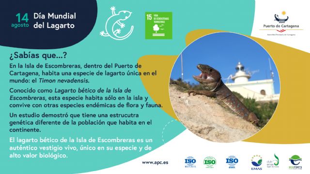 El Puerto de Cartagena alberga una especie única en el mundo de lagarto bético en la Isla de Escombreras