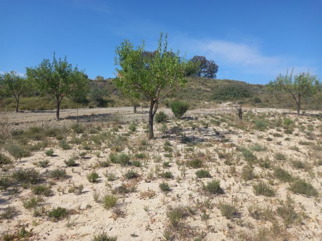 Cultivar tomillo entre almendros aumenta la productividad de la tierra y mitiga el cambio climático