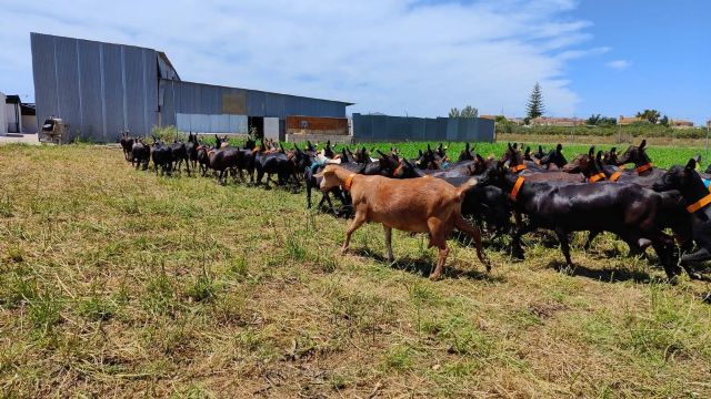 La ganadería de Cartagena, ejemplo en materia de salud y bienestar animal, seguridad alimentaria y conservación medioambiental