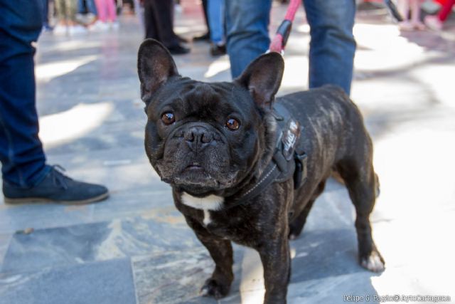 Mercadillo solidario de asociaciones protectoras de animales este sÃ¡bado en la plaza del CIM