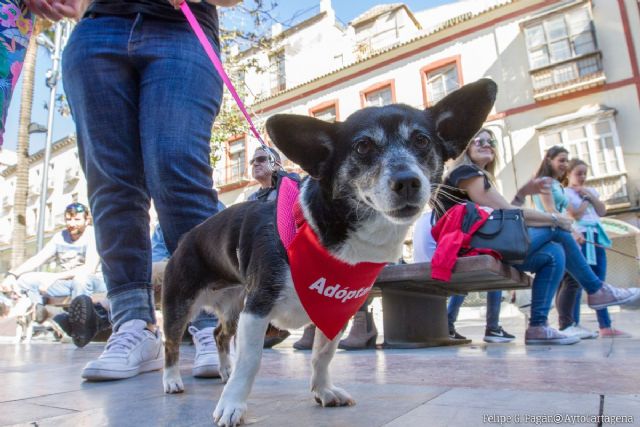 El Ayuntamiento se compromete a fomentar la adopción de animales abandonados en el municipio