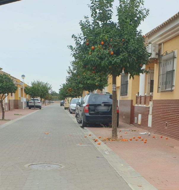 MC insta al Gobierno local a recoger las naranjas de las calles del municipio para evitar las incidencias higiénico-sanitarias