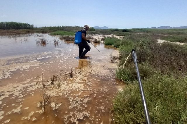 Cartagena refuerza el control del mosquito tigre y detecta aumento de focos en parcelas privadas