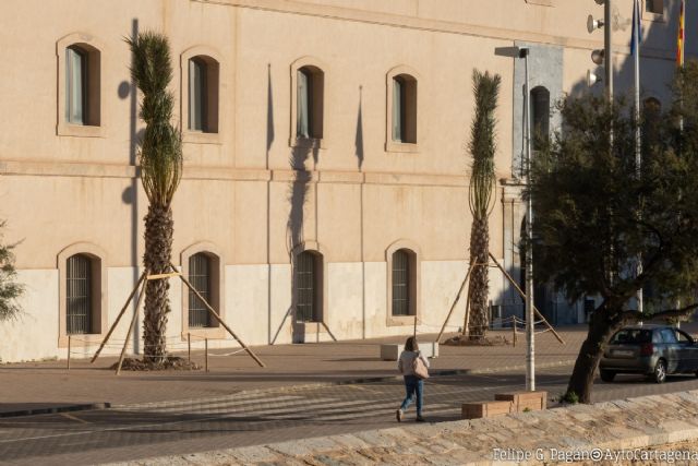 El Ayuntamiento pone palmeras de gran porte junto a la Muralla del Mar