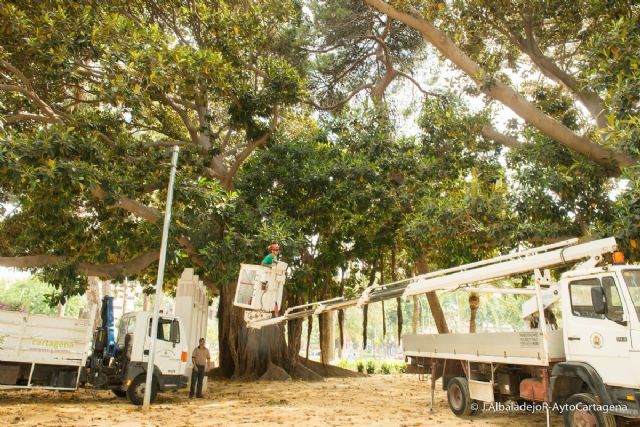 El Ayuntamiento regulará el arbolado ornamental de parques y jardines y los rodajes audiovisuales