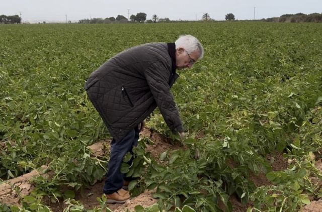 MC pedirá el apoyo del Pleno para proteger la agricultura del Campo de Cartagena