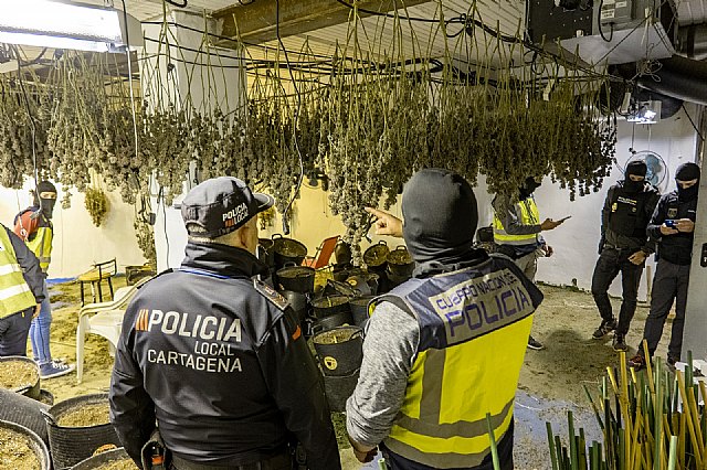 Policía Local y técnicos del Ayuntamiento colaboran con Policía Nacional para desmantelar seis plantaciones de marihuana en Los Mateos